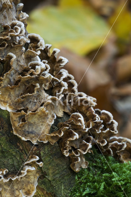 Bleeding oak crust (Stereum gausapatum)