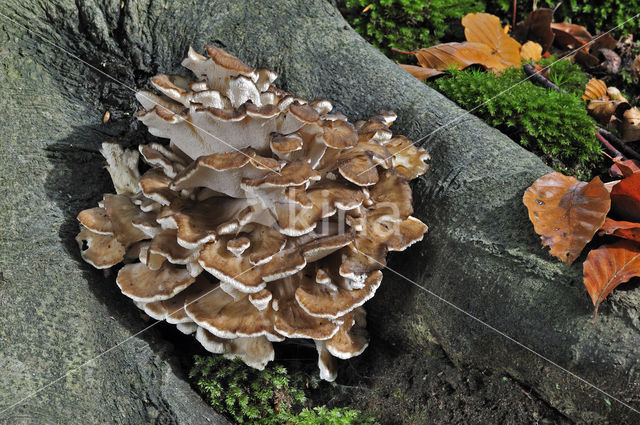 Hen of the woods (Grifola frondosa)