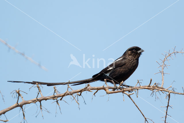 Magpie Shrike (Urolestes melanoleucus)