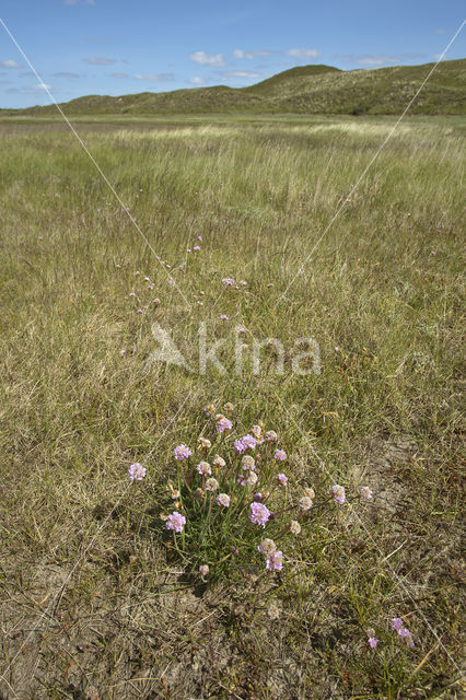 Thrift seapink (Armeria maritima)