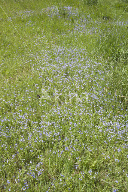 speedwell (Veronica)