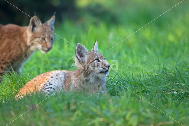 Eurasian Lynx (Lynx lynx)