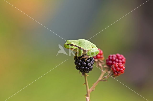 Europese boomkikker (Hyla arborea)