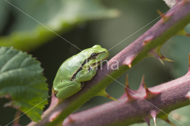 European Tree Frog (Hyla arborea)