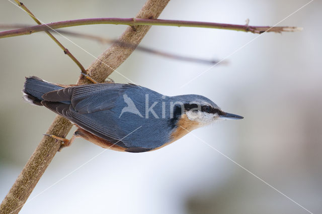 Europese Boomklever (Sitta europaea)