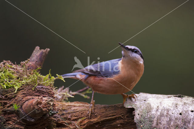 Eurasian Nuthatch (Sitta europaea)