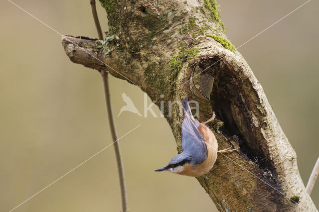 Europese Boomklever (Sitta europaea)