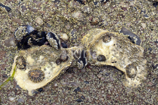 Common Oyster (Ostrea edulis)