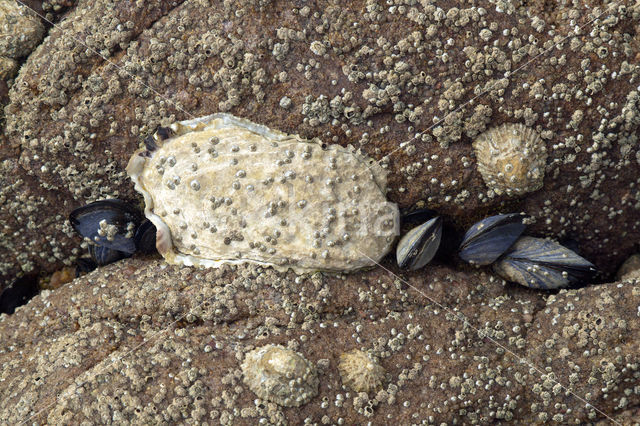 Common Oyster (Ostrea edulis)