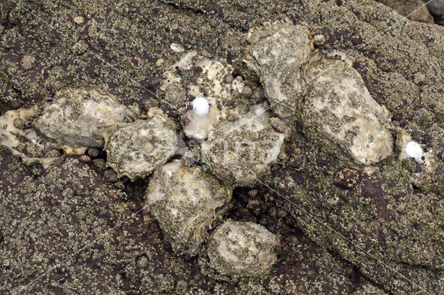 Europese platte oester (Ostrea edulis)