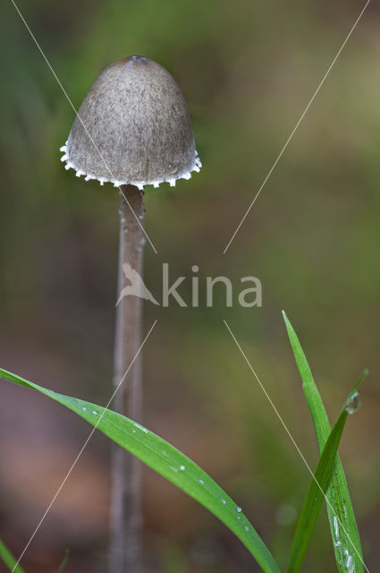 Petticoat mottlegill (Panaeolus sphinctrinus)