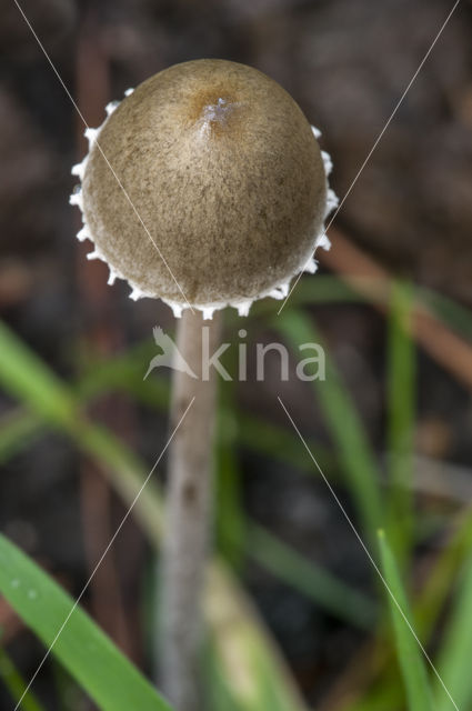 Franjevlekplaat (Panaeolus sphinctrinus)