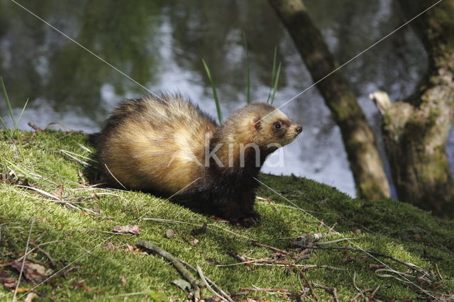 Fret (Mustela putorius furo)