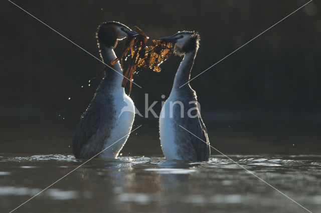 Great Crested Grebe (Podiceps cristatus)