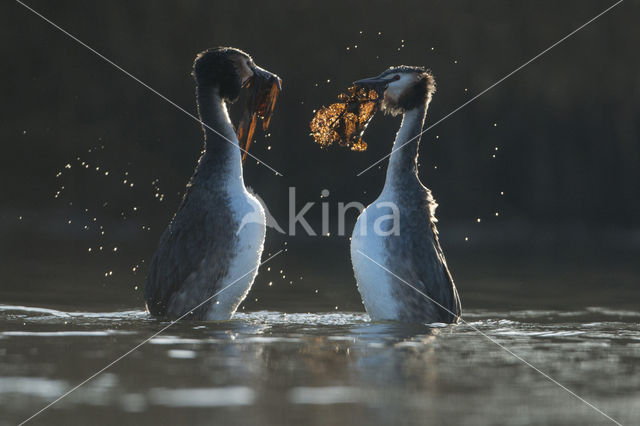 Great Crested Grebe (Podiceps cristatus)