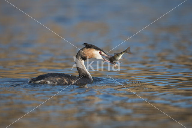 Great Crested Grebe (Podiceps cristatus)