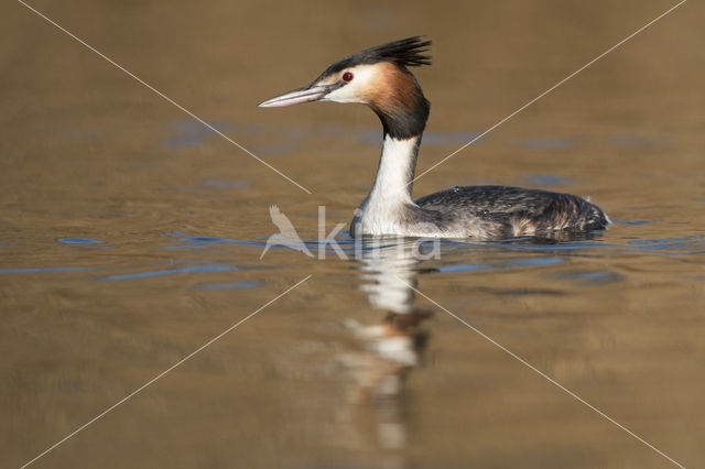 Great Crested Grebe (Podiceps cristatus)