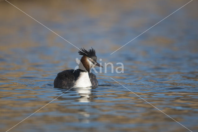 Great Crested Grebe (Podiceps cristatus)