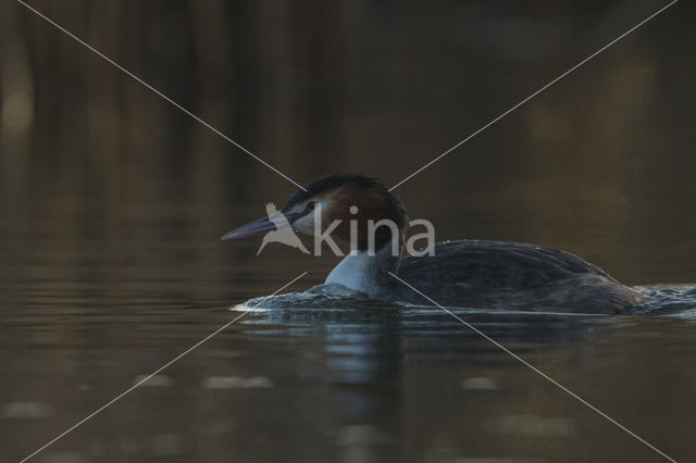 Great Crested Grebe (Podiceps cristatus)