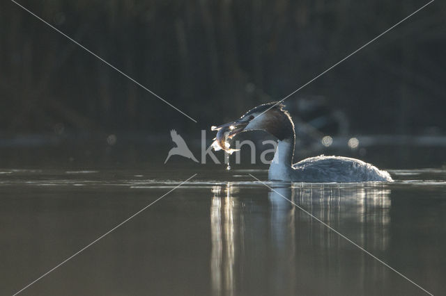 Great Crested Grebe (Podiceps cristatus)