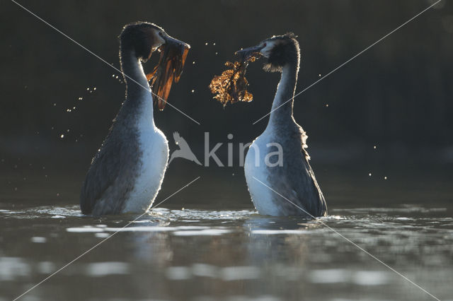 Great Crested Grebe (Podiceps cristatus)