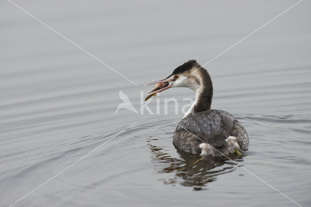 Great Crested Grebe (Podiceps cristatus)