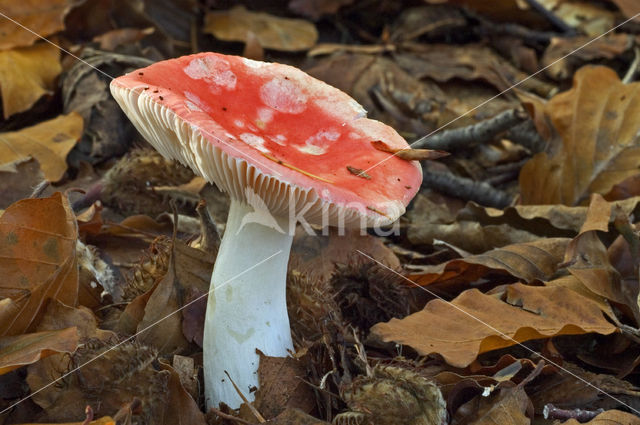 Geelvlekkende russula (Russula luteotacta)