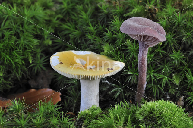 Geelwitte russula (Russula ochroleuca)