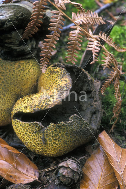 Gele aardappelbovist (Scleroderma citrinum)