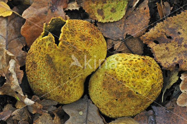 Gele aardappelbovist (Scleroderma citrinum)