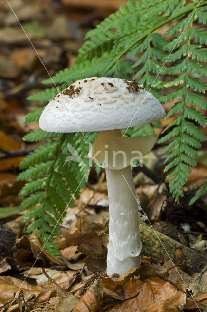 false death cap (Amanita citrina)