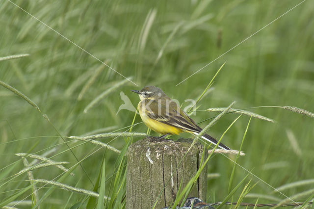 Gele Kwikstaart (Motacilla flava)