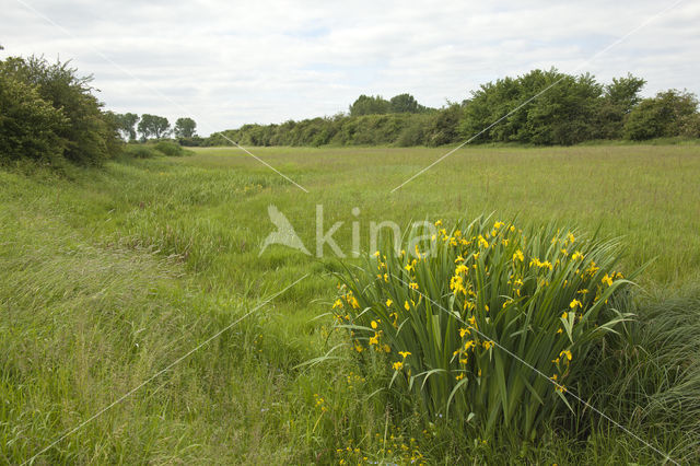 Gele lis (Iris pseudacorus)