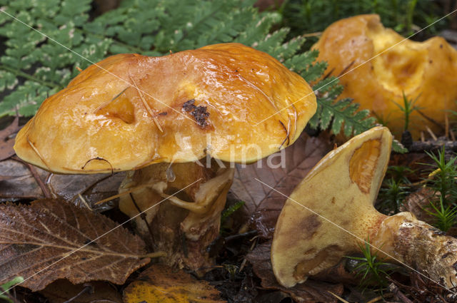 Gele ringboleet (Suillus grevillei)