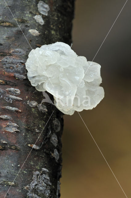 Gele trilzwam (Tremella mesenterica)