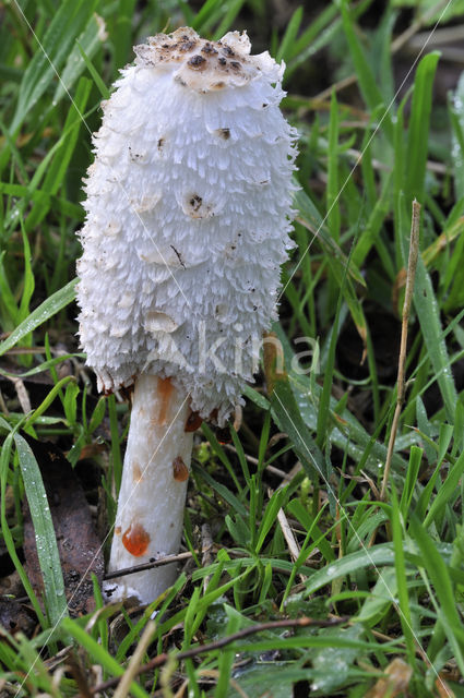 Shaggy Inkcap (Coprinus comatus)