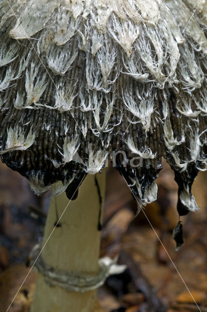 Geschubde inktzwam (Coprinus comatus)