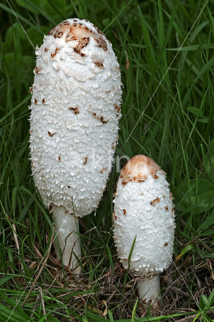 Geschubde inktzwam (Coprinus comatus)