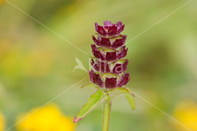 Gewone brunel (Prunella vulgaris)