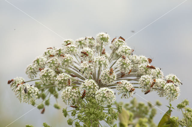 Gewone engelwortel (Angelica sylvestris)