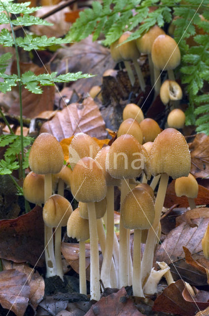Glistening inky cap (Coprinellus truncorum)