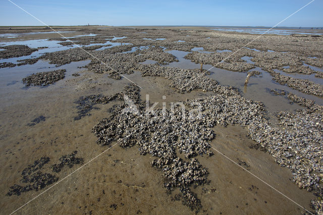 Common mussel (Mytilus edulis)