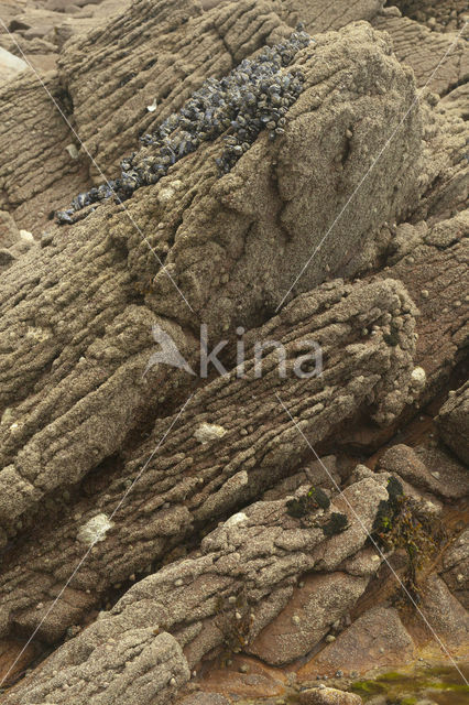 Common mussel (Mytilus edulis)