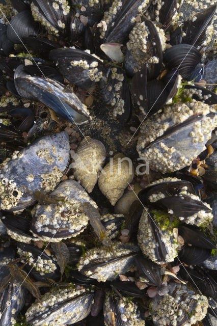 Common mussel (Mytilus edulis)