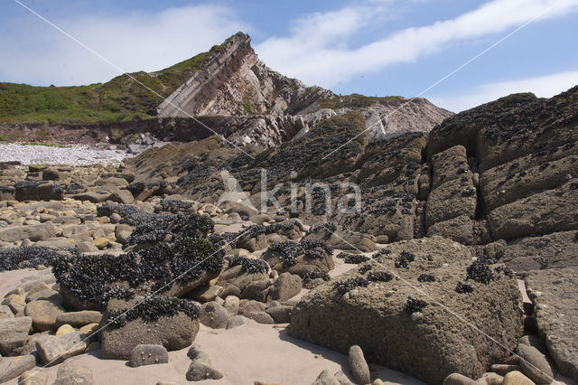 Common mussel (Mytilus edulis)