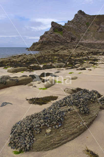 Common mussel (Mytilus edulis)