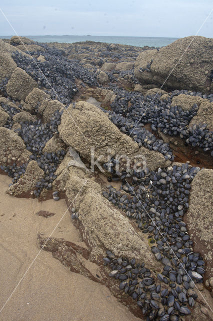 Common mussel (Mytilus edulis)