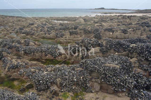 Common mussel (Mytilus edulis)