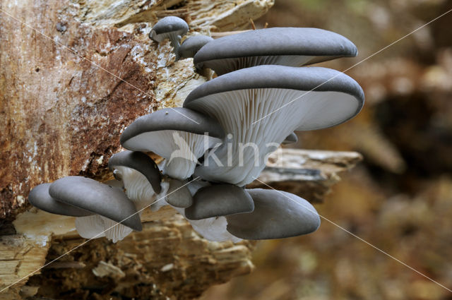 Oyster Mushroom (Pleurotus ostreatus)