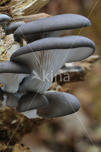 Gewone oesterzwam (Pleurotus ostreatus)